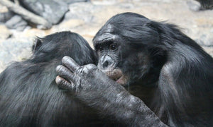 Webinar: Why Bonobos?